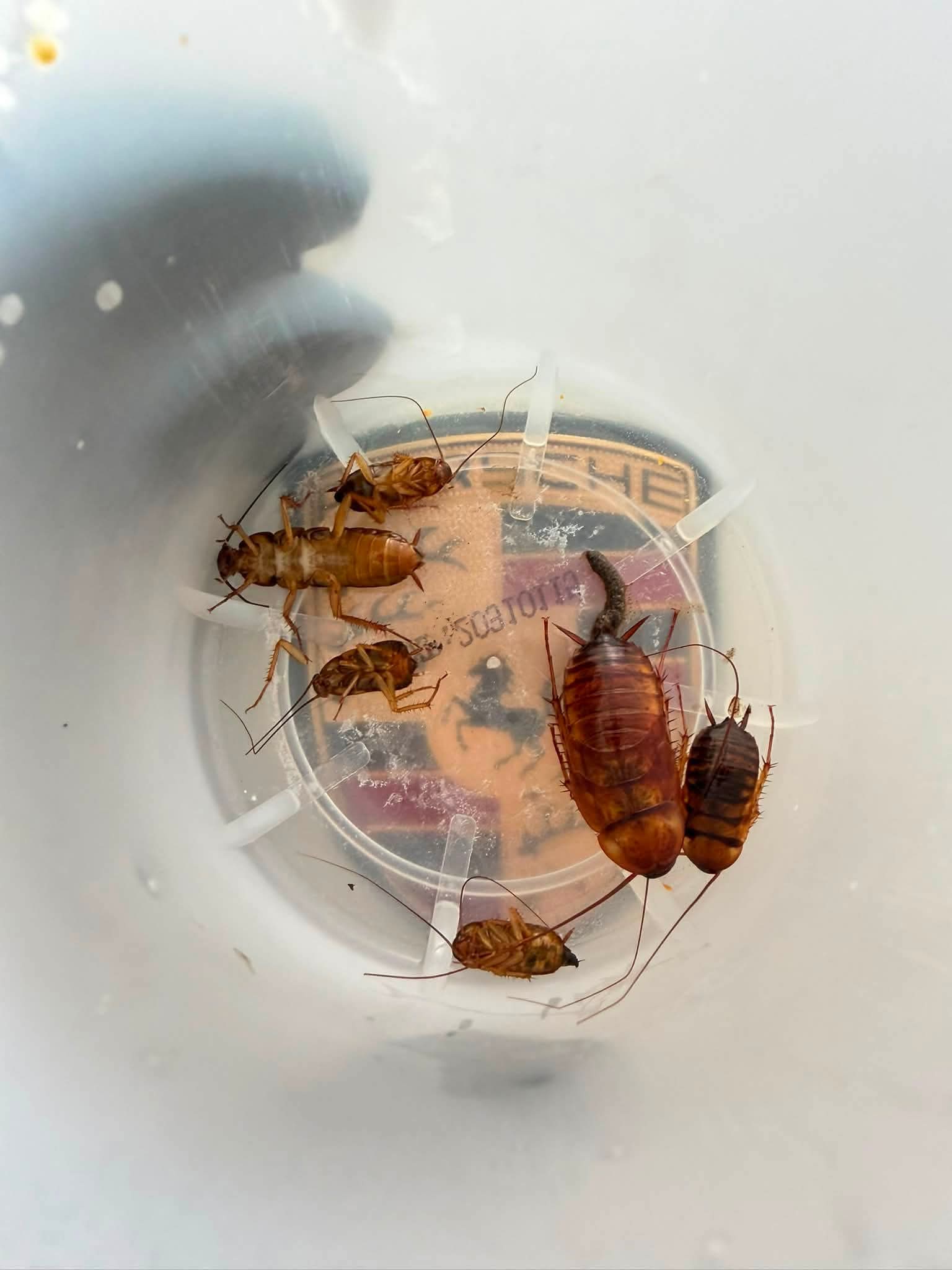 Cockroaches removed from Porsche Panamera interior during MIRAKN dry gas fumigation Singapore