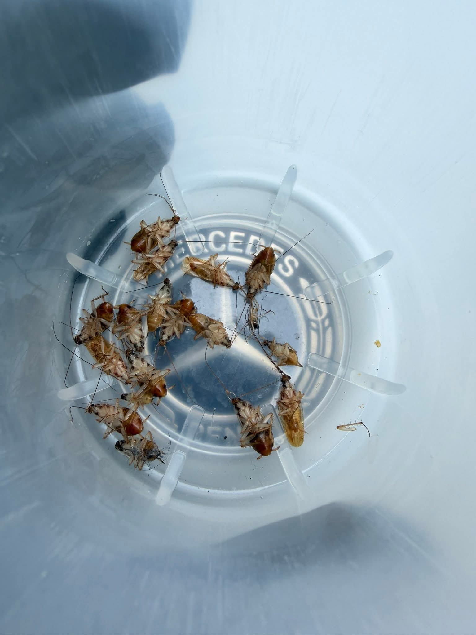 Dozens of dead cockroaches removed from a Mercedes GLB180 after MIRAKN dry gas fumigation treatment in Singapore
